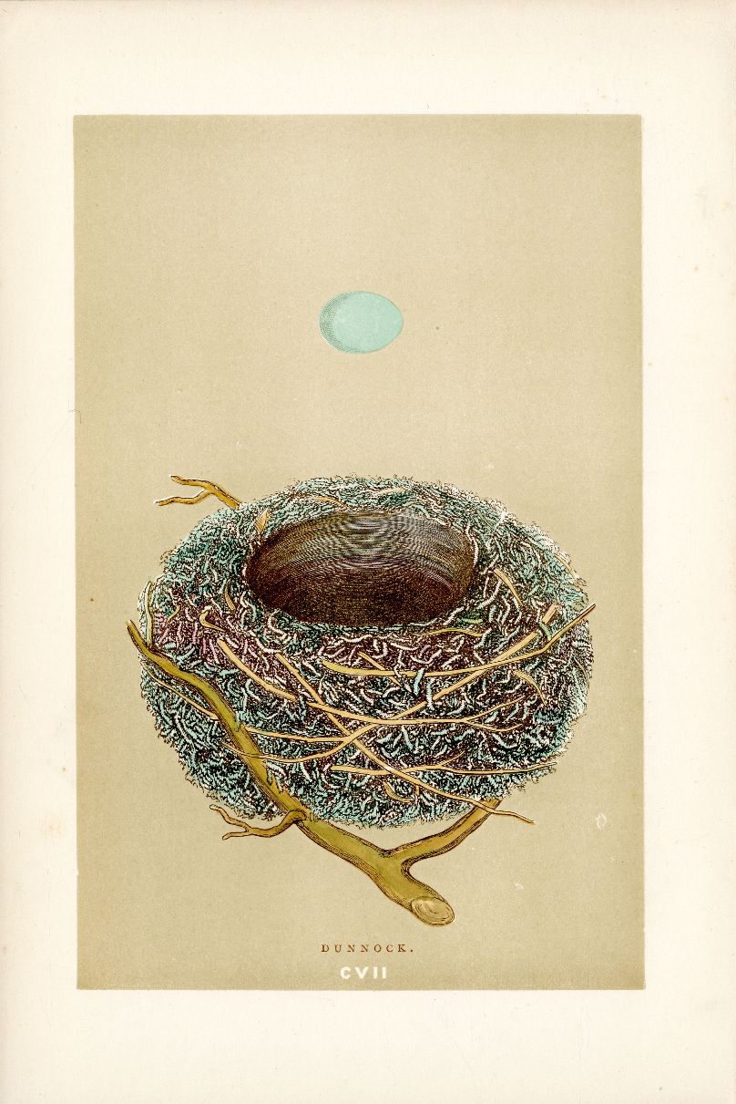 F.O. Morris Original Nest Egg Prints Dunnock