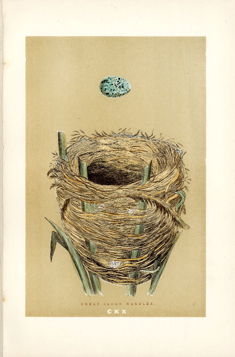 F.O. Morris Original Nest Egg Prints Great Sedge Warbler