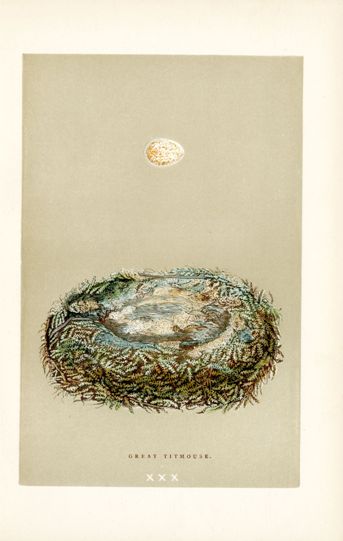 F.O. Morris Original Nest Egg Prints Great Tit