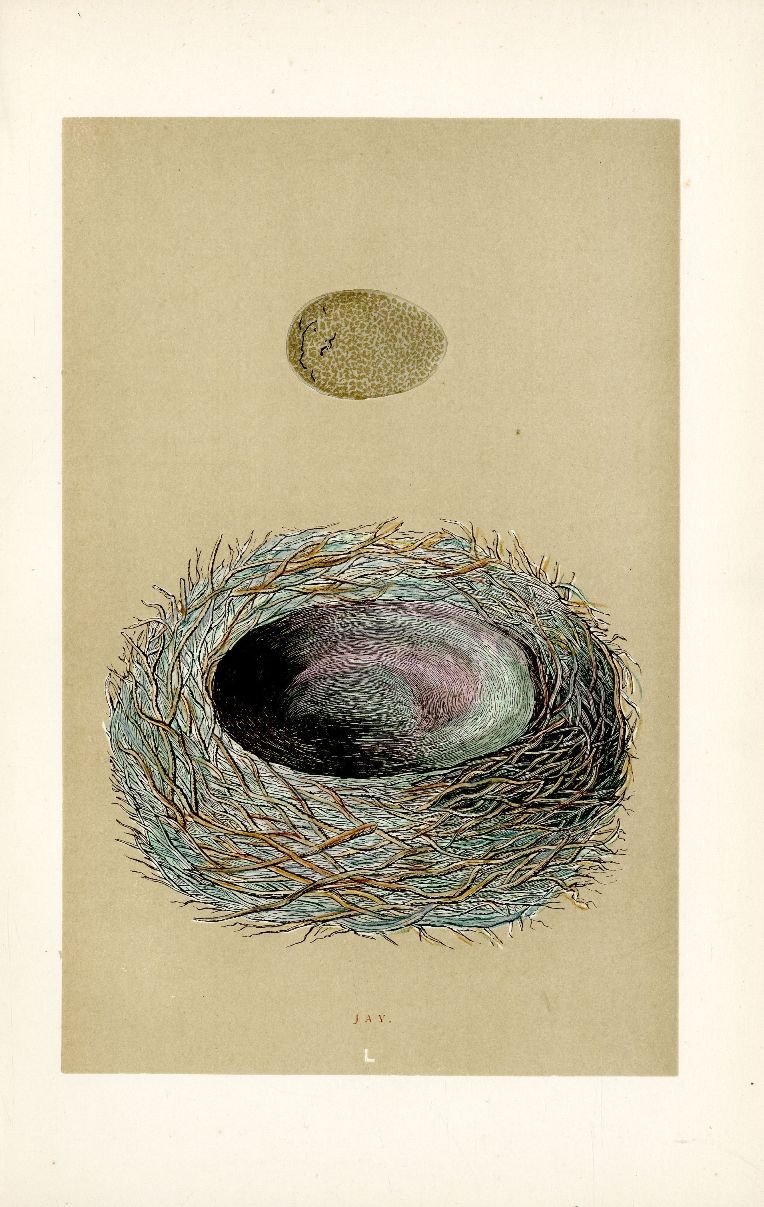 F.O. Morris Original Nest Egg Prints Jay