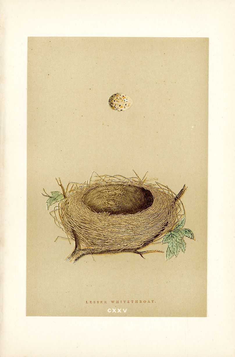 F.O. Morris Original Nest Egg Prints Lesser Whitethroat