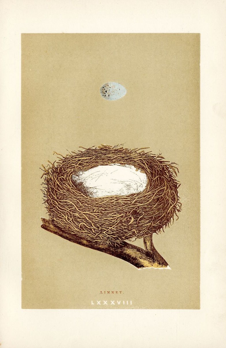 F.O. Morris Original Nest Egg Prints Linnet