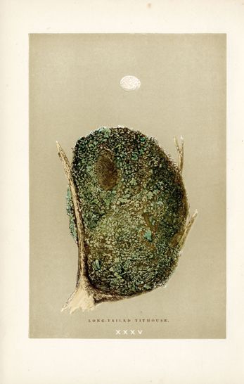 F.O. Morris Original Nest Egg Prints Long Tail Tit