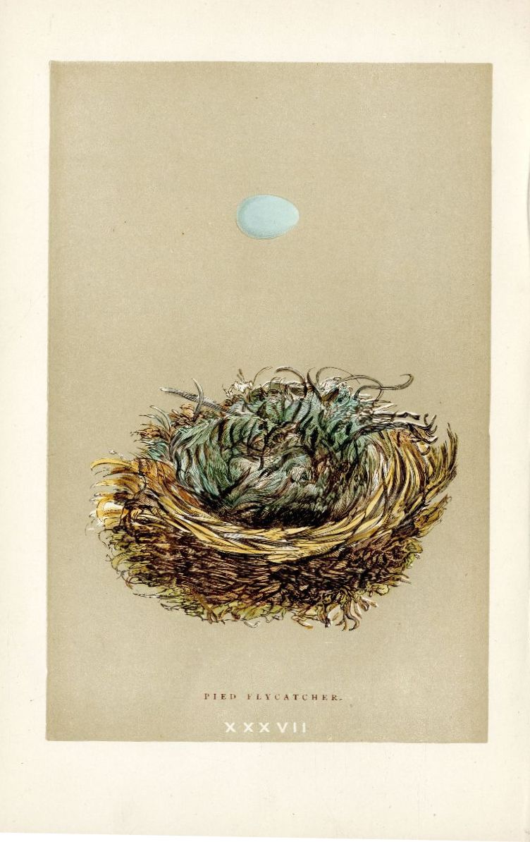 F.O. Morris Original Nest Egg Prints Pied Flycatcher