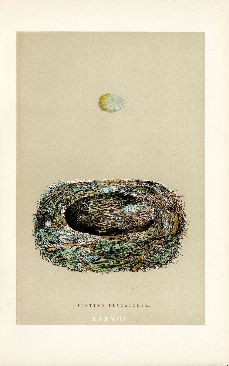 F.O. Morris Original Nest Egg Prints Spotted Flycatcher