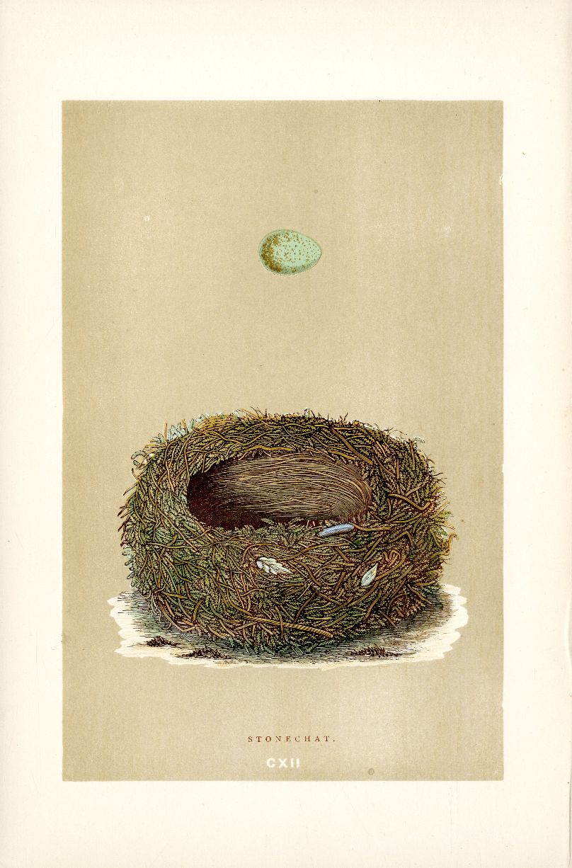 F.O. Morris Original Nest Egg Prints Stonechat