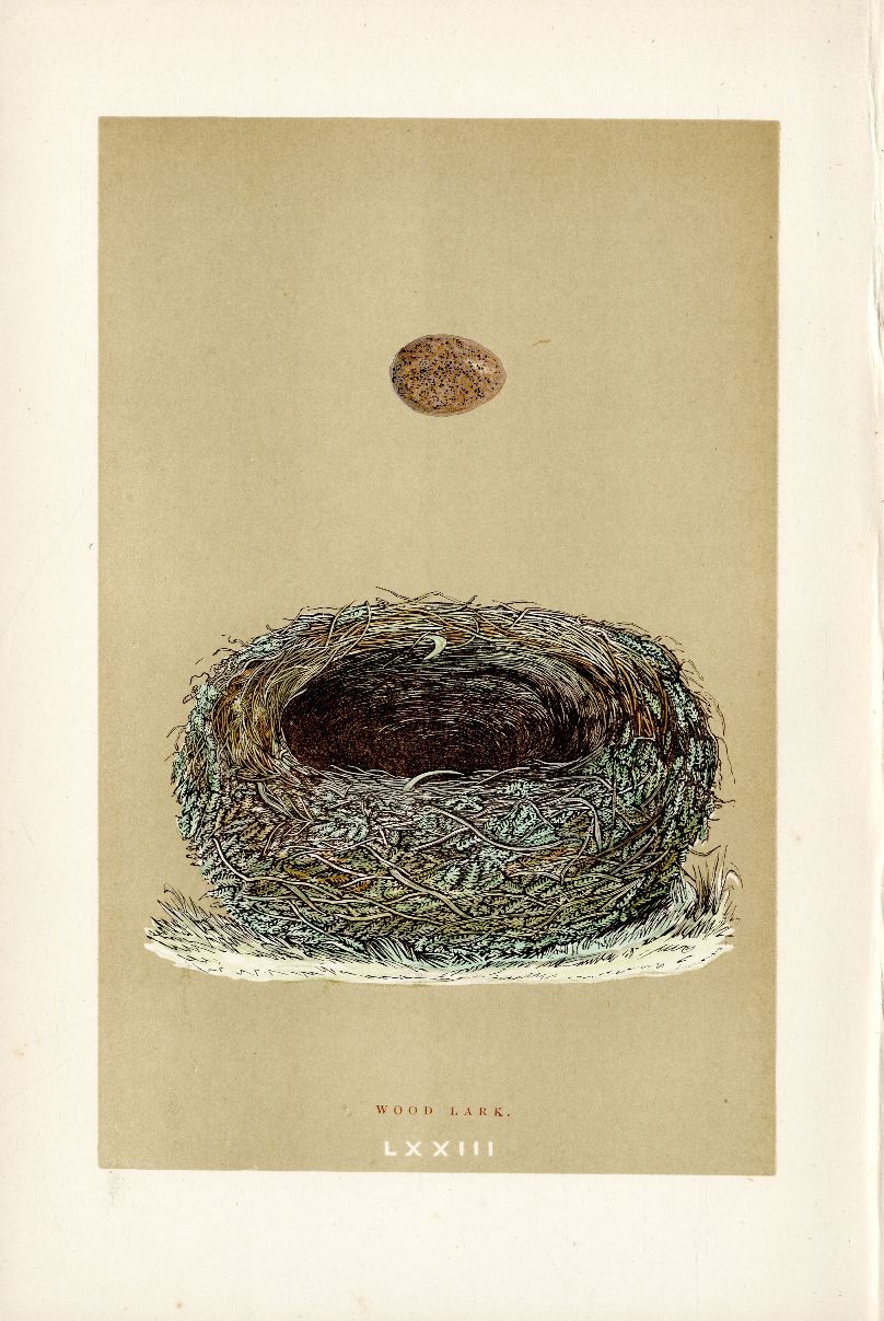 F.O. Morris Original Nest Egg Prints Wood Lark