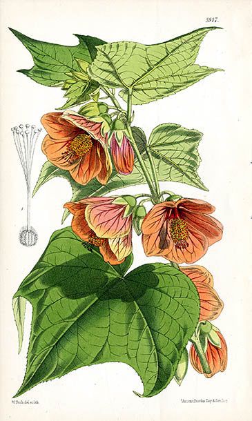 Fitch Curtis Abutilon Darwinii