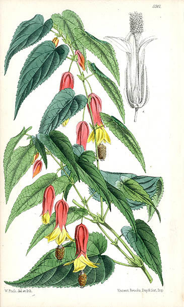 Fitch Curtis Abutilon Vexillarium