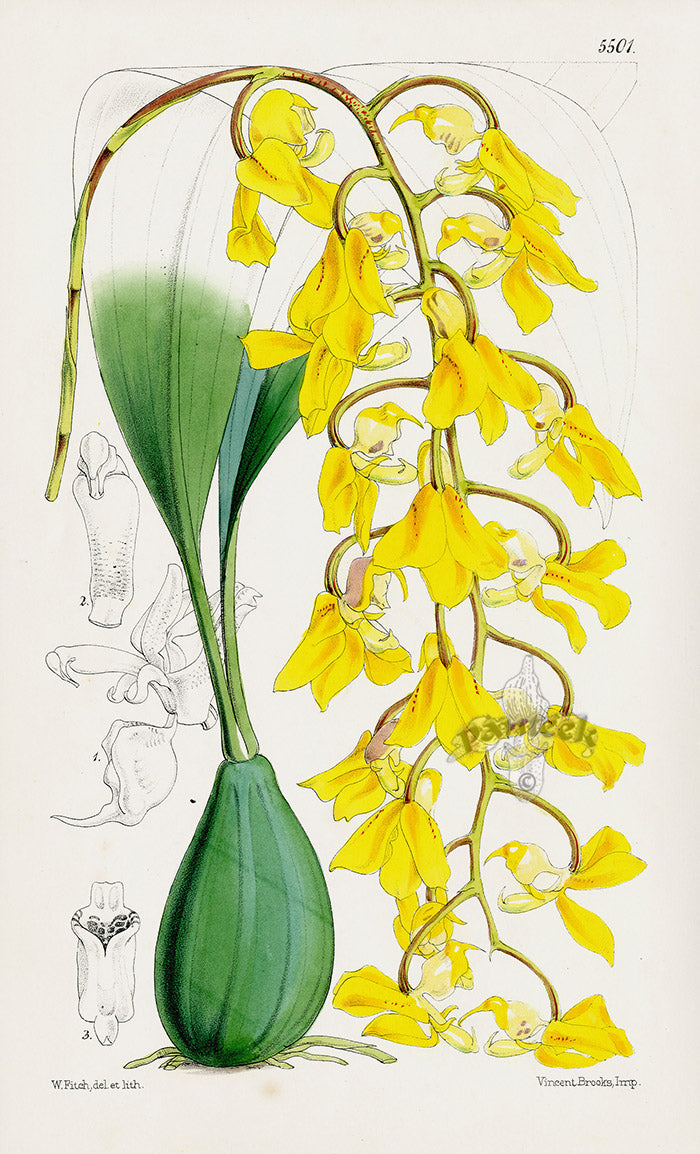 Fitch Curtis Acropera Armeniaca Orchid
