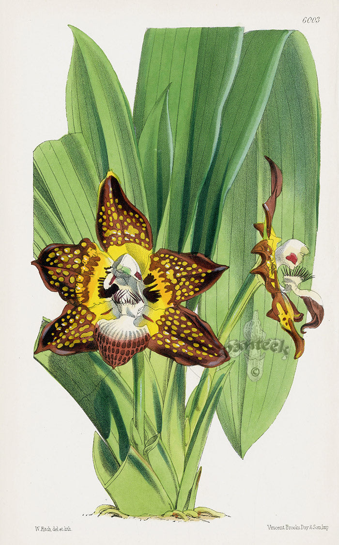Fitch Curtis Batemania Burtii Orchid