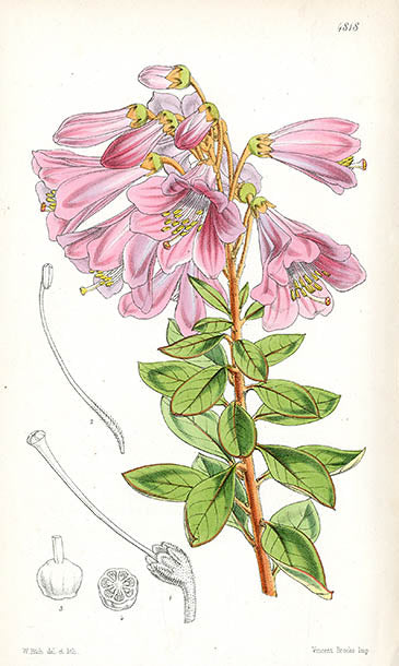 Fitch Curtis Befaria Aestuans