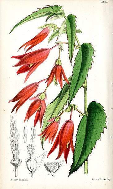 Fitch Curtis Begonia Boliviensis