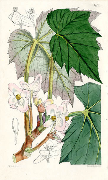 Fitch Curtis Begonia Bowringiana