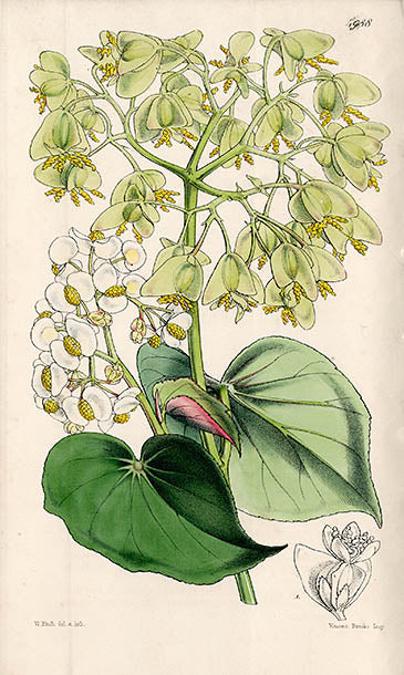 Fitch Curtis Begonia Wageneriana