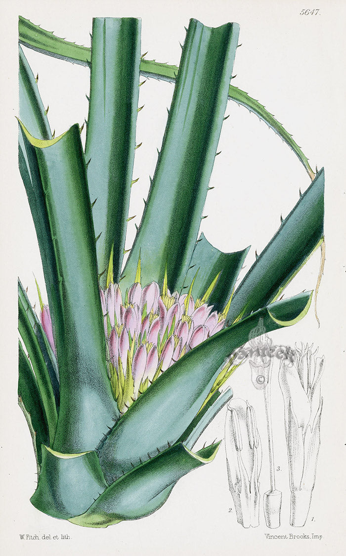 Fitch Curtis Billbergia Original Print