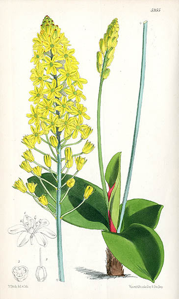 Fitch Curtis Bulbine Mackenii