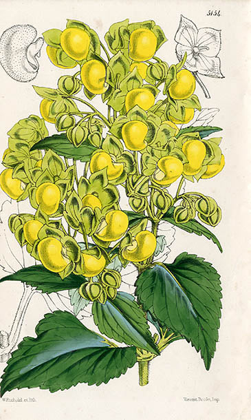 Fitch Curtis Calceolaria Flexuosa