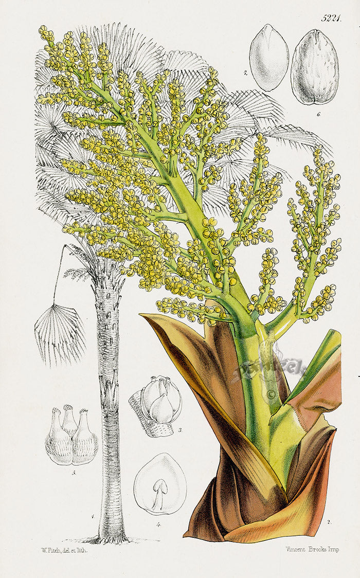 Fitch Curtis Chamaerops Fortunei Chusan Palm