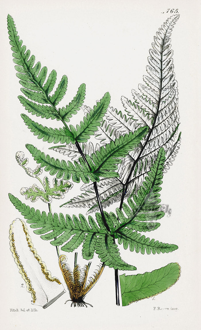 Fitch Curtis Cheilanthes Fern