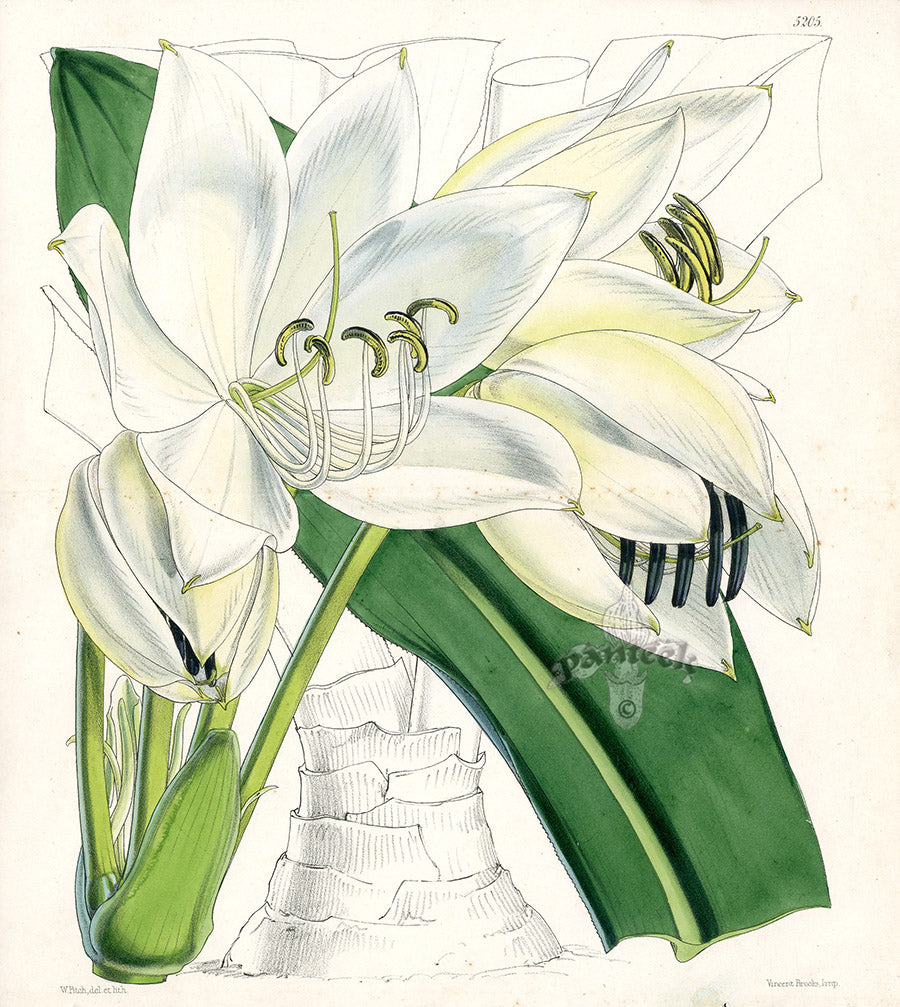 Fitch Curtis Crinum Gigantum