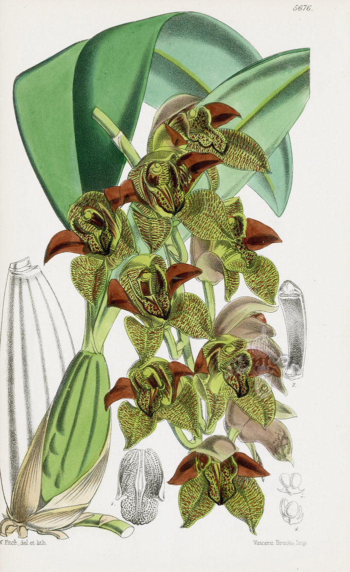 Fitch Curtis Cymbidium Huttoni Orchid