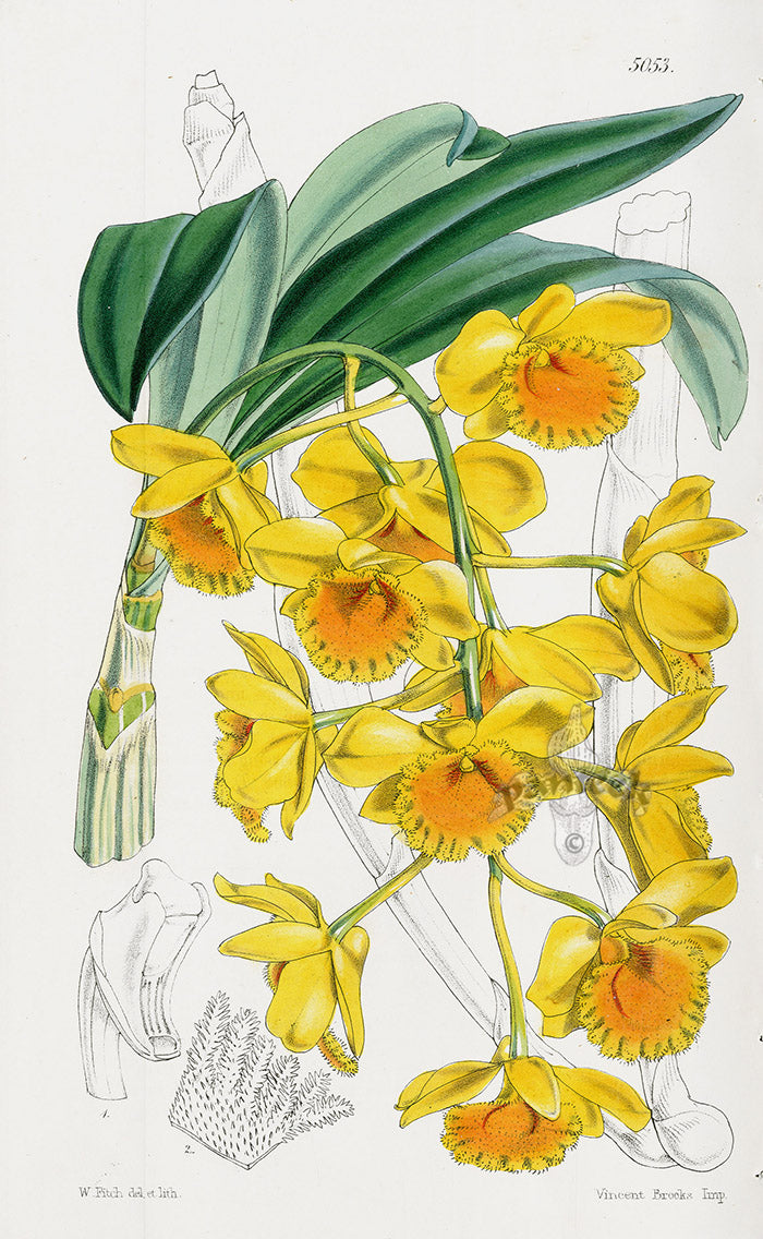 Fitch Curtis Dendrobium Chrysotoxum Orchid