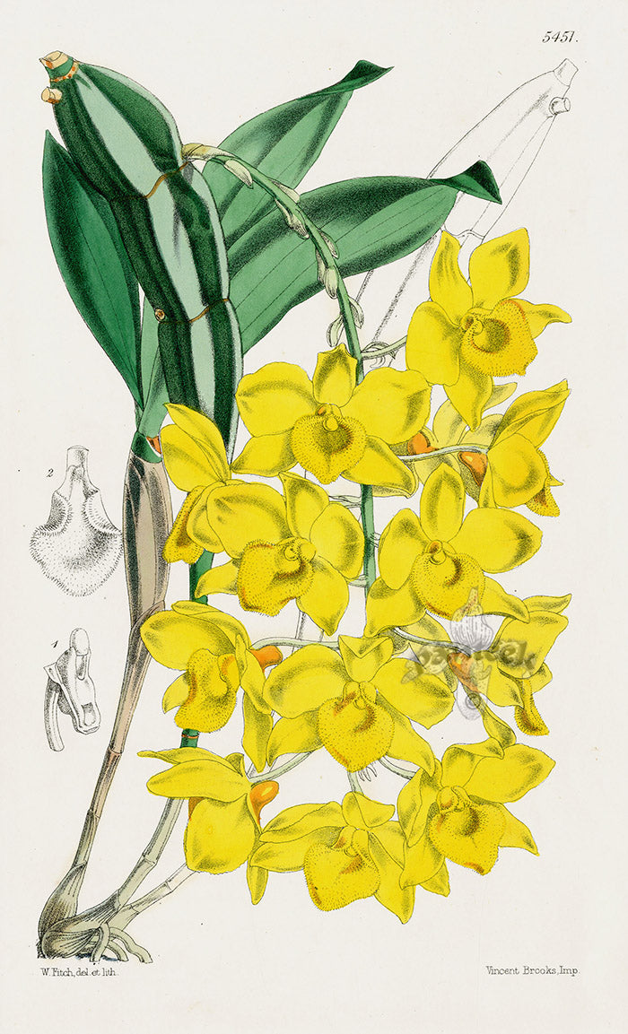 Fitch Curtis Dendrobium Farmeri Orchid