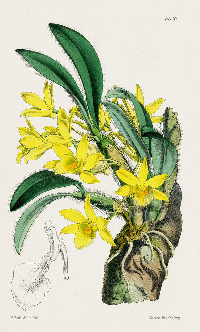 Fitch Curtis Dendrobium Senile Orchid