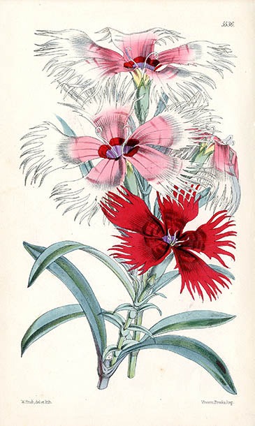 Fitch Curtis Dianthus Chinensis