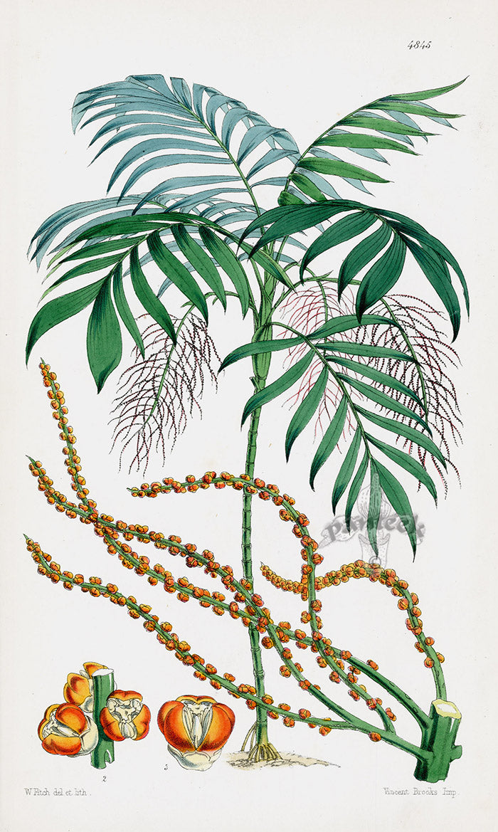 Fitch Curtis Elegant Chamaedorea Palm
