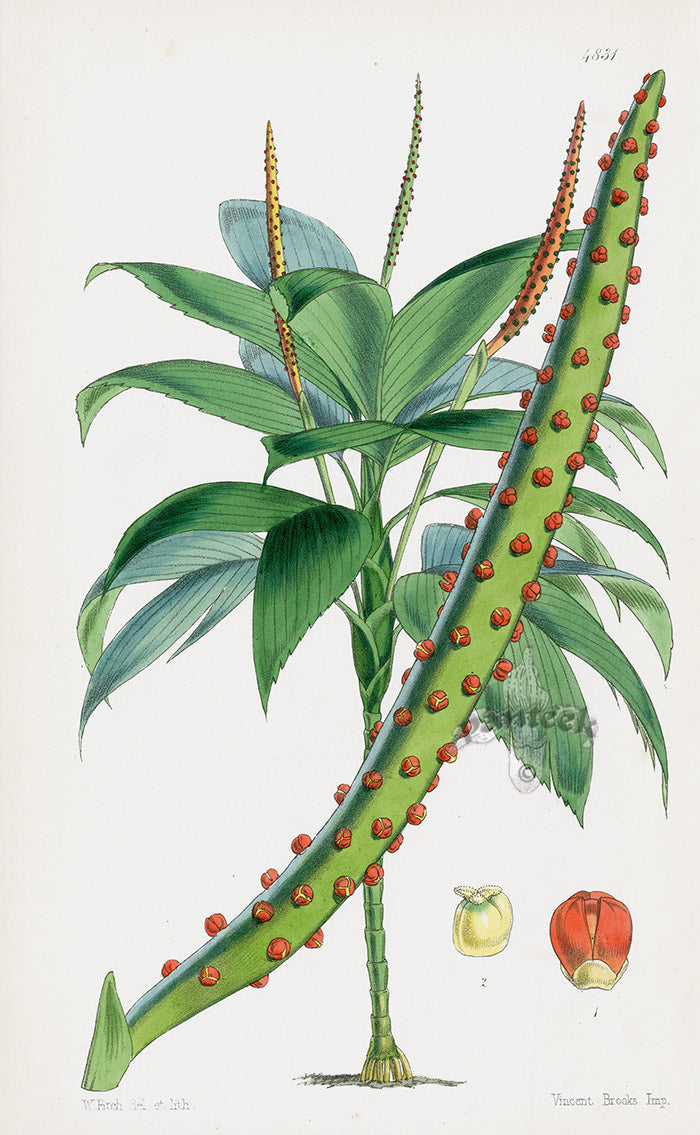 Fitch Curtis Ernes Augustus Chamaedorea Palm