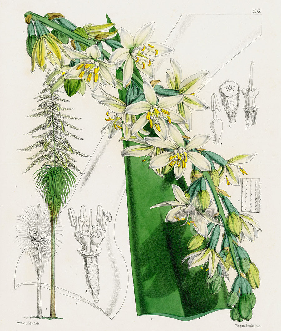 Fitch Curtis Fourcroya Longaeva Orchid