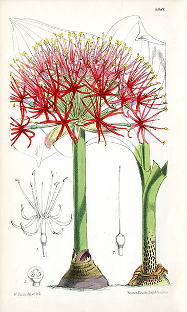 Fitch Curtis Haemanthus Tenuiflorus