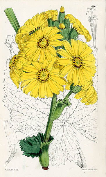 Fitch Curtis Ligularia Hodgsoni