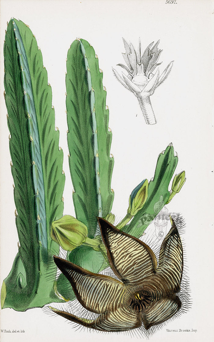 Fitch Curtis Mr Plant's Stapelia Cactus