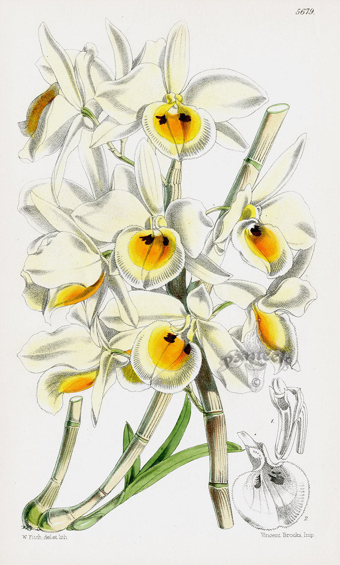 Fitch Curtis Mrs Benson's Dendrobe Orchid