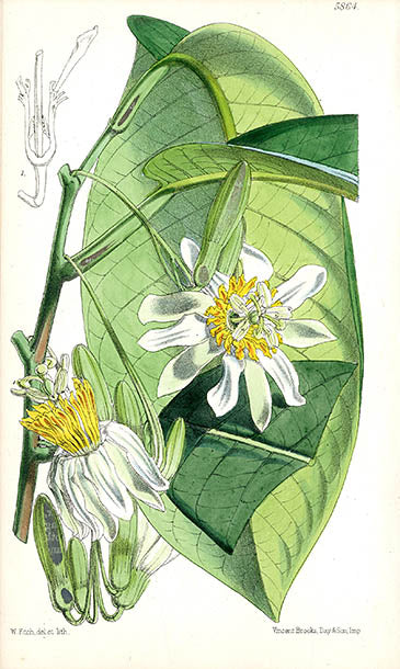 Fitch Curtis Passiflora Arborea