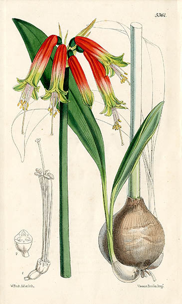 Fitch Curtis Phaedranassa Obtusa