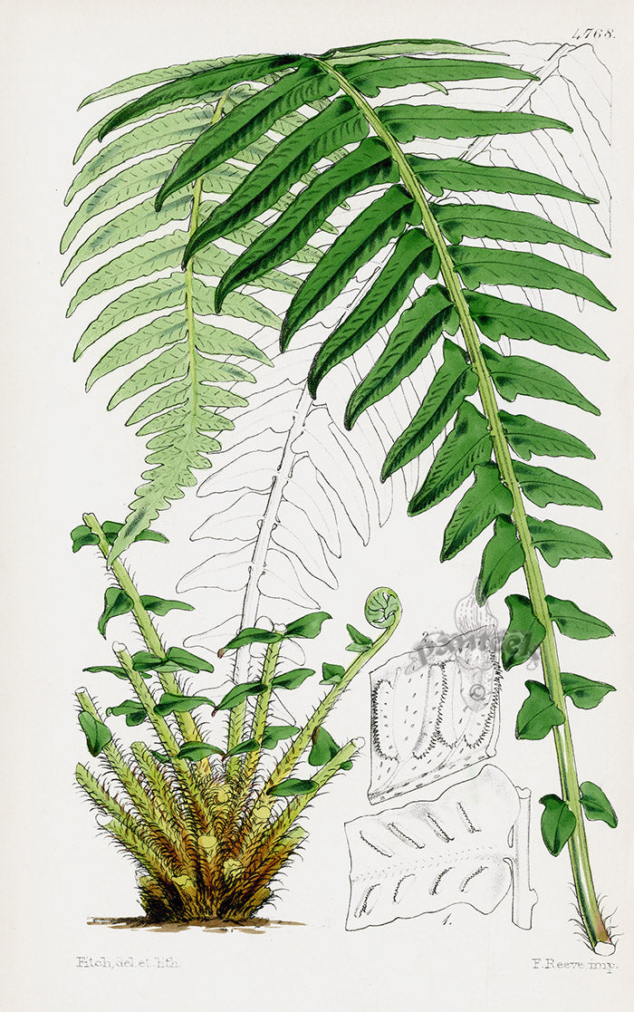 Fitch Curtis Pinnated Hound's Tongu Fern