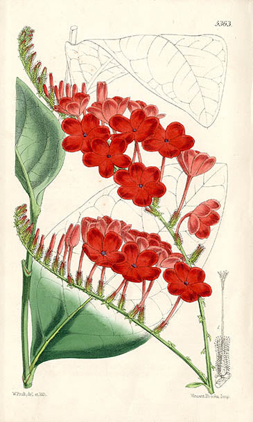 Fitch Curtis Plumbago Rosea