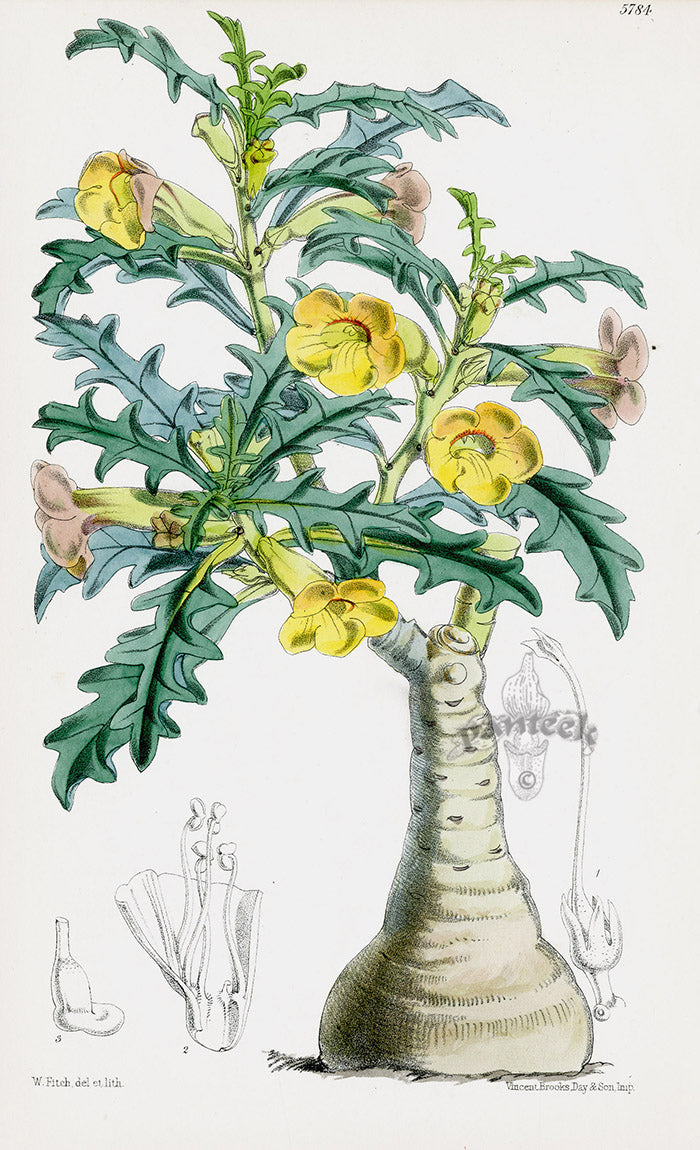 Fitch Curtis Pterodiscus