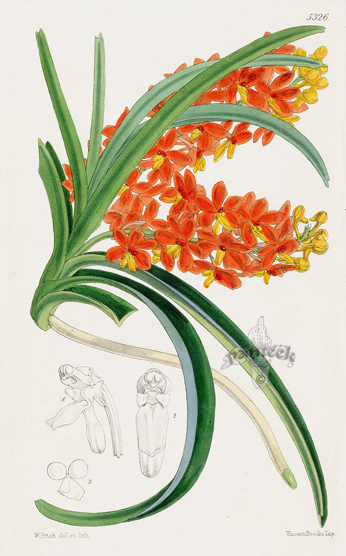 Fitch Curtis Saccolabium Miniatum Orchid