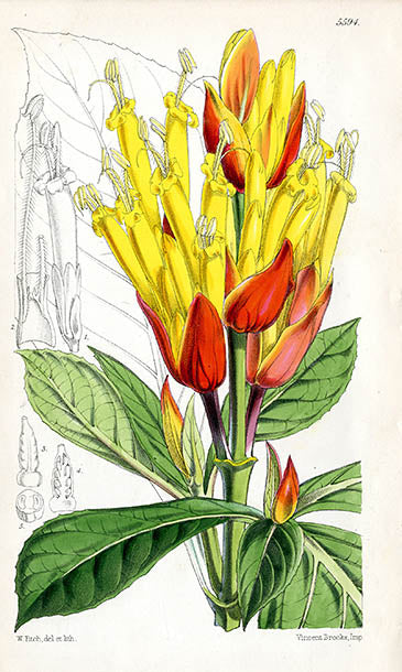 Fitch Curtis Sanchezia Nobilis