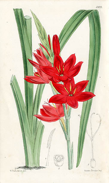 Fitch Curtis Schizostylis Coccinea