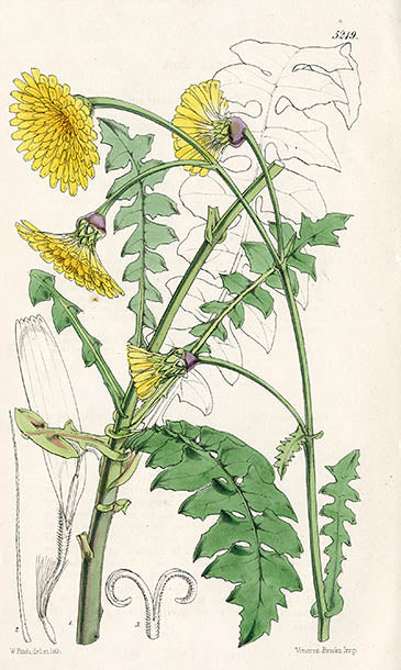 Fitch Curtis Sonchus Gummifer