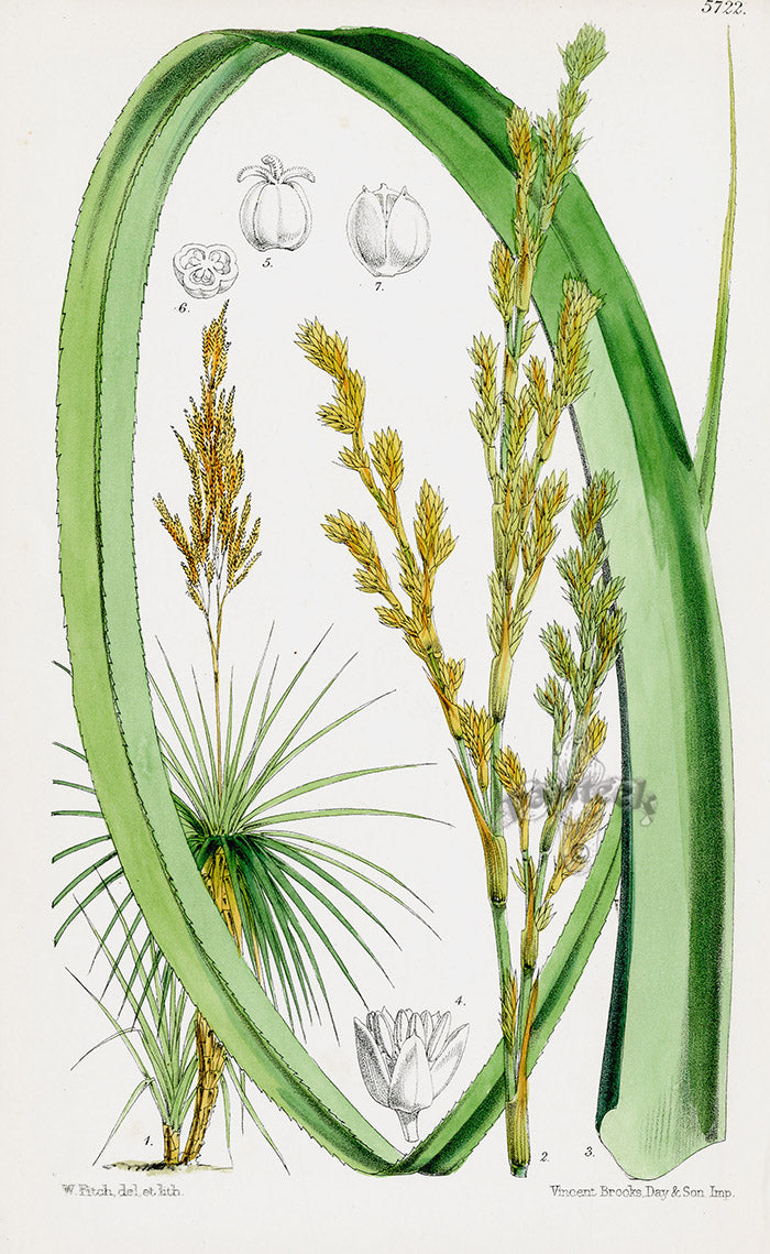 Fitch Curtis South African Palmite