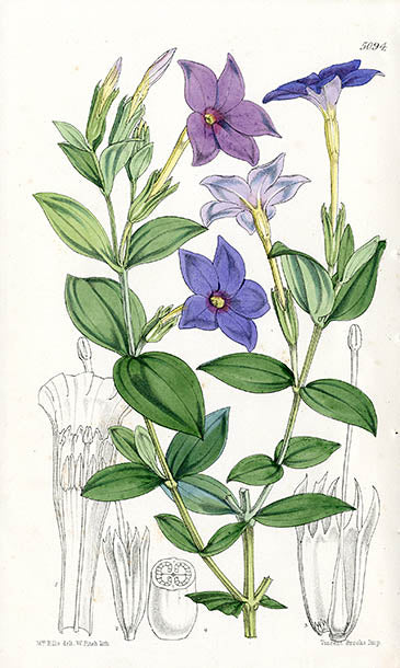 Fitch Curtis Tachiadenus Carinatus