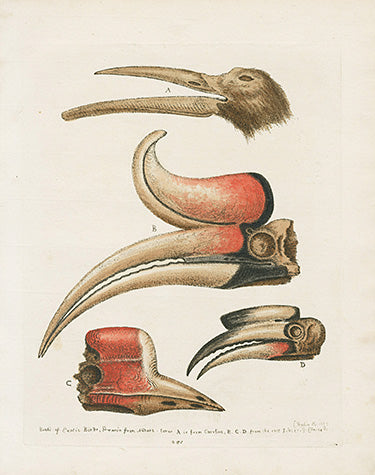 George Edwards Bird Print Birds Beaks EDB295