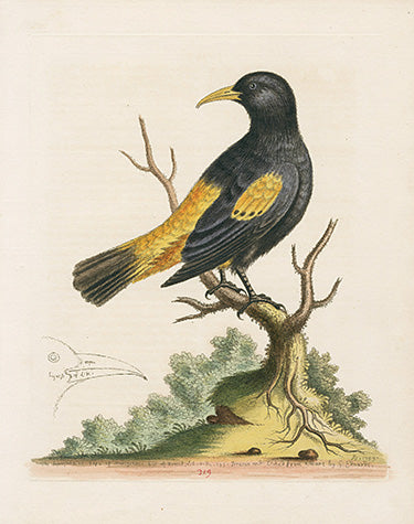 George Edwards Bird Print Black and Yellow Daw EDB266